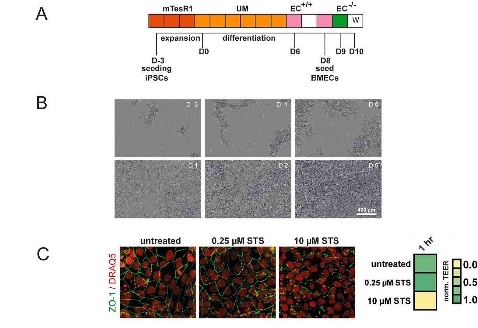 Brain microvascular endothelial cells differentiation protocol. (B) Representative brightfield images of differentiating cells from D-3 to D5. (C) Normalized TEER measured on Transwell filters and corresponding immunocytochemistry of STS treated BMEC cultures.