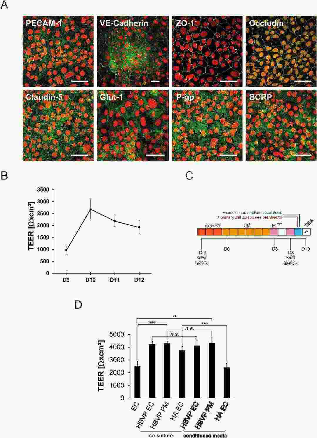 Characterization of brain microvascular endothelial cells cultures and maturation with primary cell conditioned media.