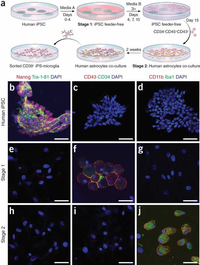 Human iPSCs are induced to differentiate into microglia-like cells.
