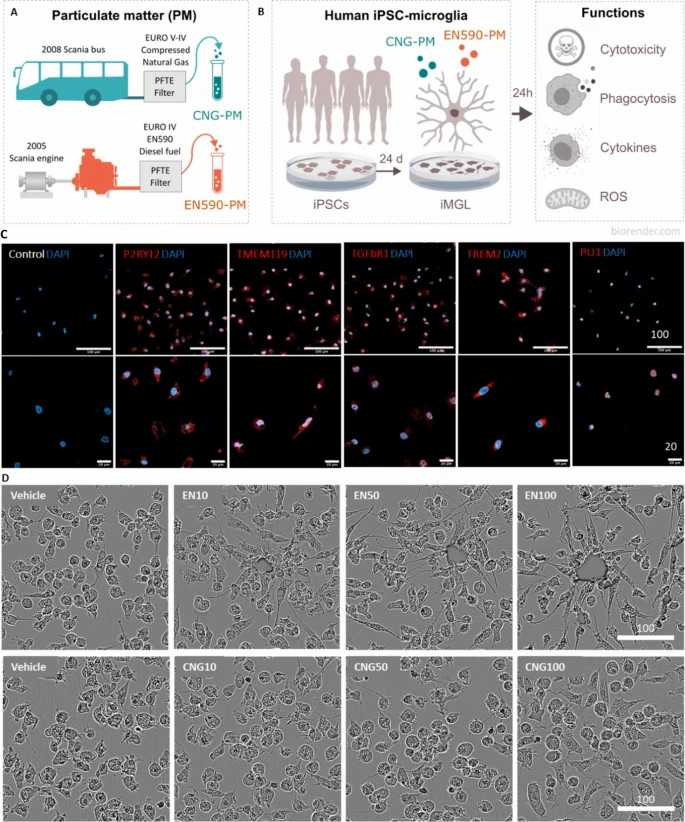 Design and characterization of human iPSC-derived microglia-like cells (iMGLs).