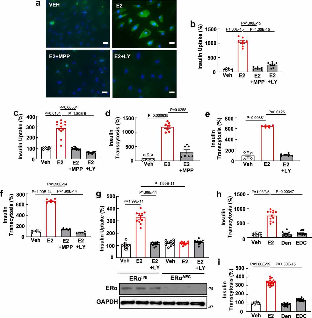 Endothelial ERα promotes insulin transport by HSMEC via nuclear and non-nuclear actions of the receptor, with the latter entailing activation of PI3 kinase.