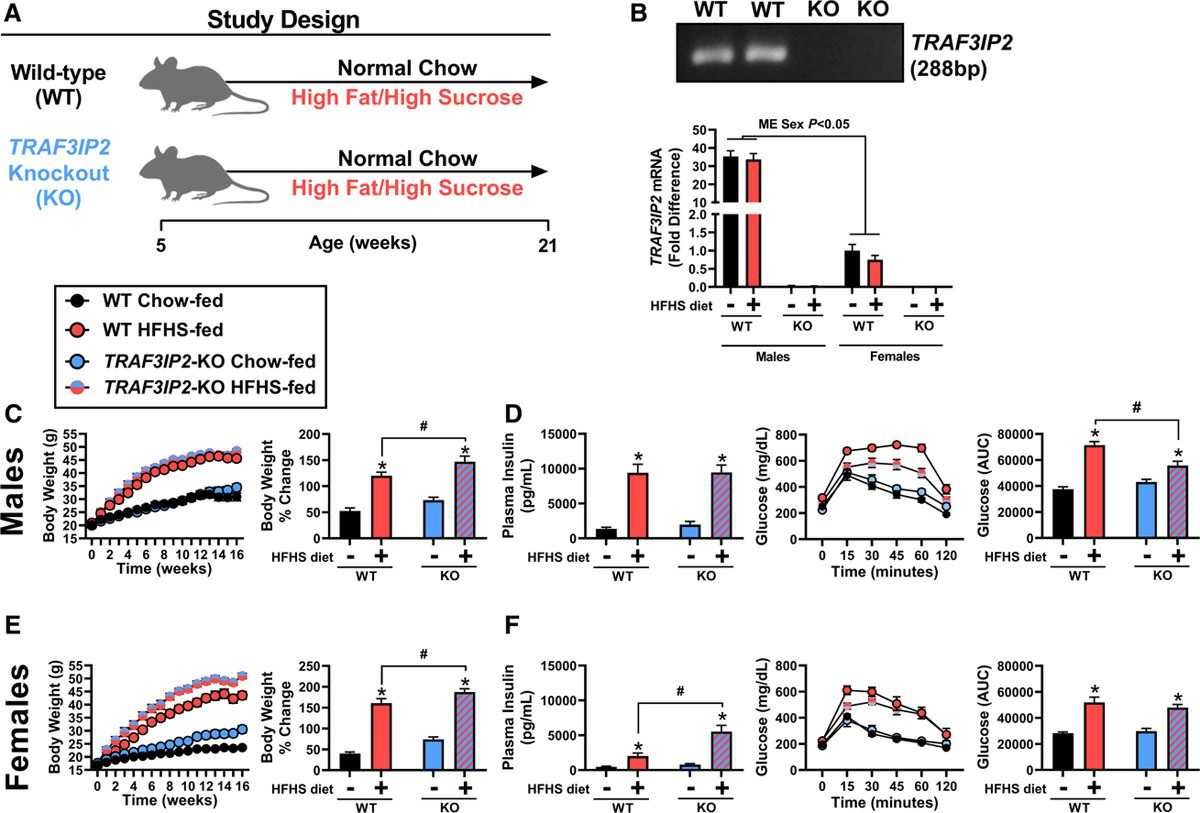 The deletion of the RAF3IP2 gene can protect male mice from the effects of glucose intolerance associated with obesity.