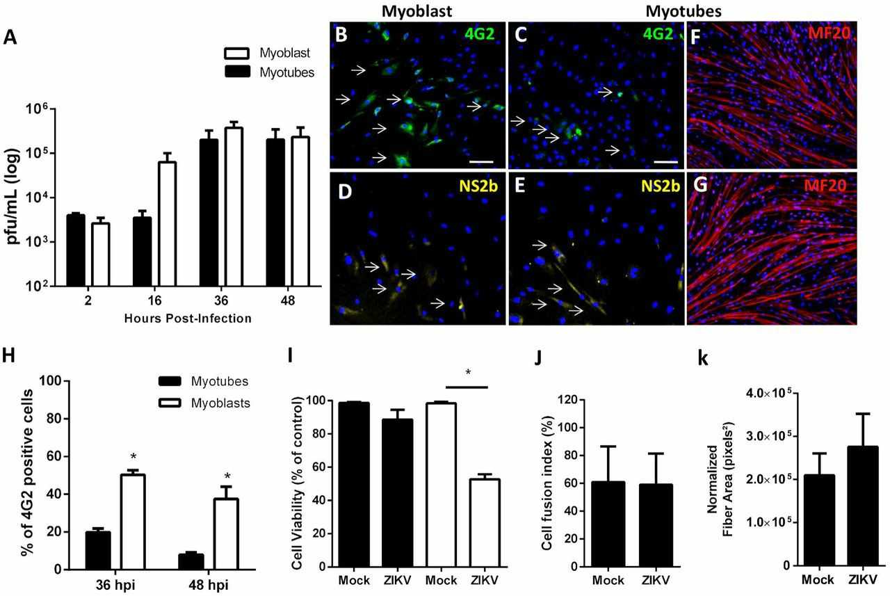 USCIGF1 was fused with human and mouse skeletal muscle progenitor cells.