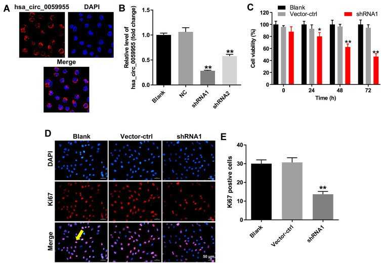 Downregulation of hsa_circ_0059955 inhibited proliferation of nucleus pulposus cells.