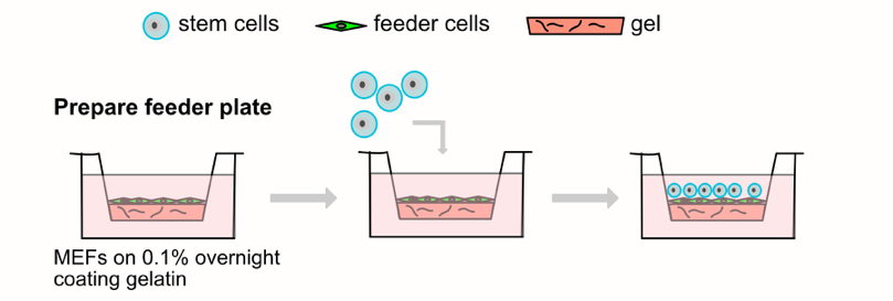 Stem Cell Culture Guide