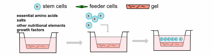 Stem Cell Culture Guide