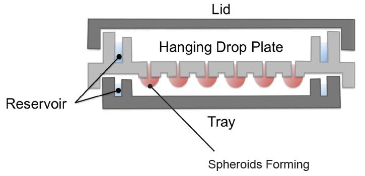 Diagram of hanging drop microplates.