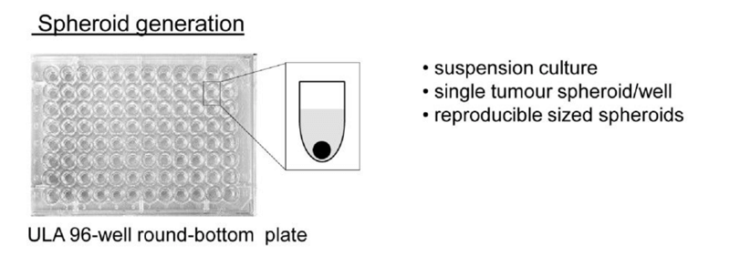 Ultra-low attachment (ULA) 96-well round-bottomed plates were used to generate suspension cultures of reproducibly sized, single spheroids in each well.