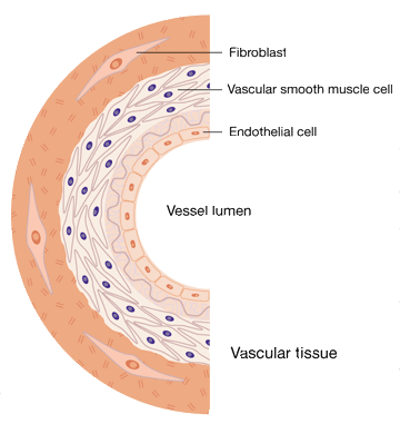 Primary Cultures of HUVECs