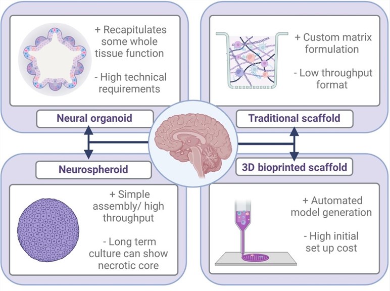 Designs and benefits of 3D neural models.