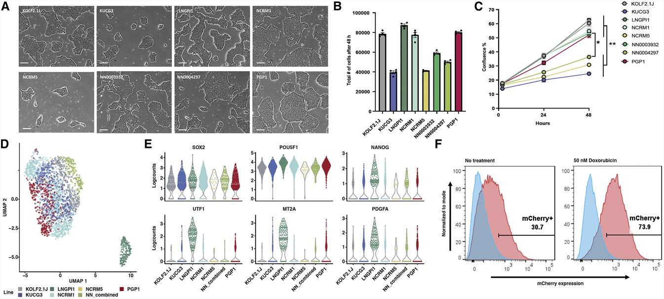 Growth, gene expression, and p53 pathway integrity of candidate cell sub-lines.