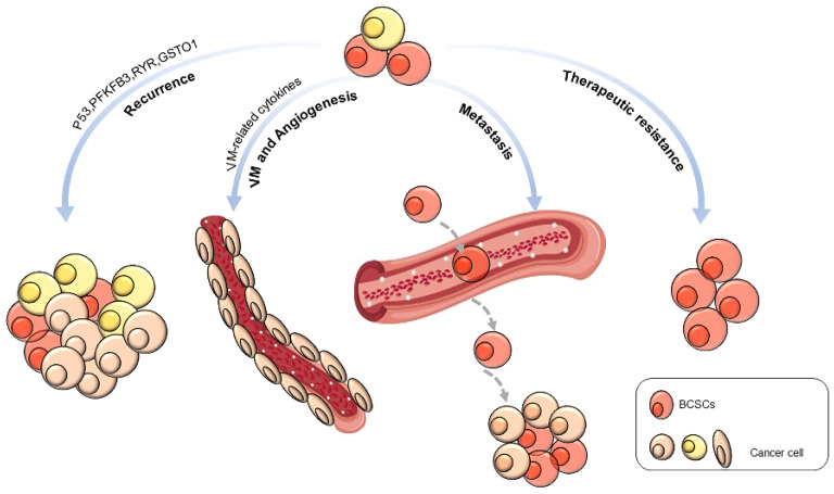 Biological behavior of BCSCs.