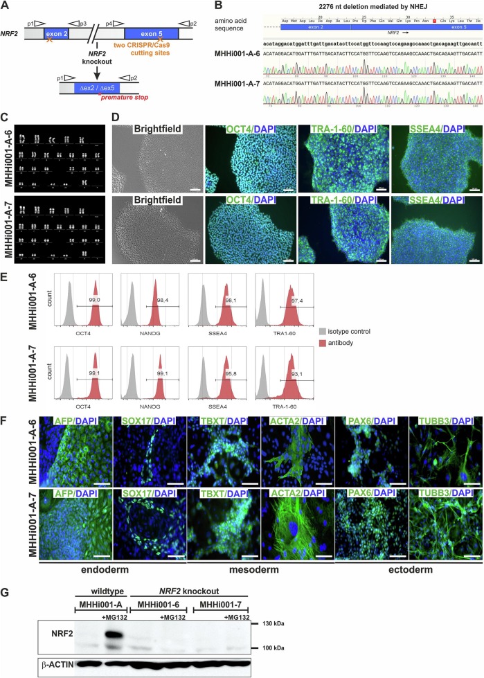 Generation and characterization of two NRF2 knockout iPSC lines.