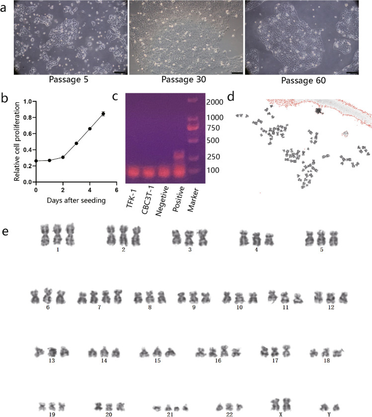 Fig. 2 Characterization of CBC3T-1.