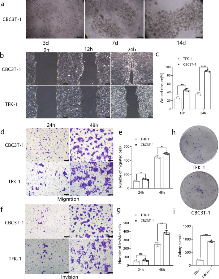 Fig. 3 Characterization of CBC3T-1 cell behavior.