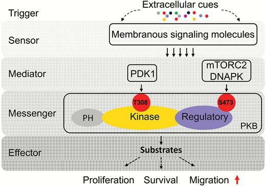 The general workflow for immunoprecipitation
