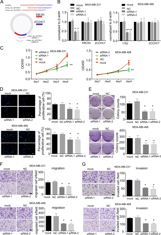 (a) Schematic representation of the siRNA sequences specifically targeted the junction site of hsa_circ_001783. (b) qPCR analysis of the transfection efficacy and off-target effects of siRNA on EBLN3 and ZCCHC7 expression in MDA-MB-231 and MDA-MB-468 after 24 h transfection. (c) The proliferation status of MDA-MB-231 and MDA-MB-468 was determined by CCK-8 assay after hsa_circ_001783 knockdown. (d) EdU assay to determine DNA synthesis of MDA-MB-231 and MDA-MB-468 transfected with siRNAs. (e) Colony formation ability of MDA-MB-231 and MDA-MB-468 transfected with siRNA. (f) The representative images of migrated MDA-MB-231 and MDA-MB-468 after hsa_circ_001783 knockdown. (g) The representative images of invaded MDA-MB-231 and MDA-MB-468 after hsa_circ_001783 knockdown.