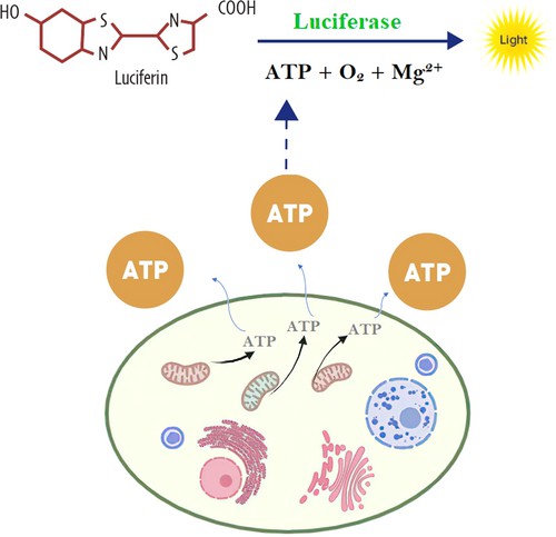 Principle of ATP assay.