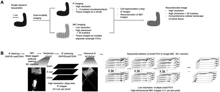 Experimental benchwork workflow for integrating dual-modality imaging.