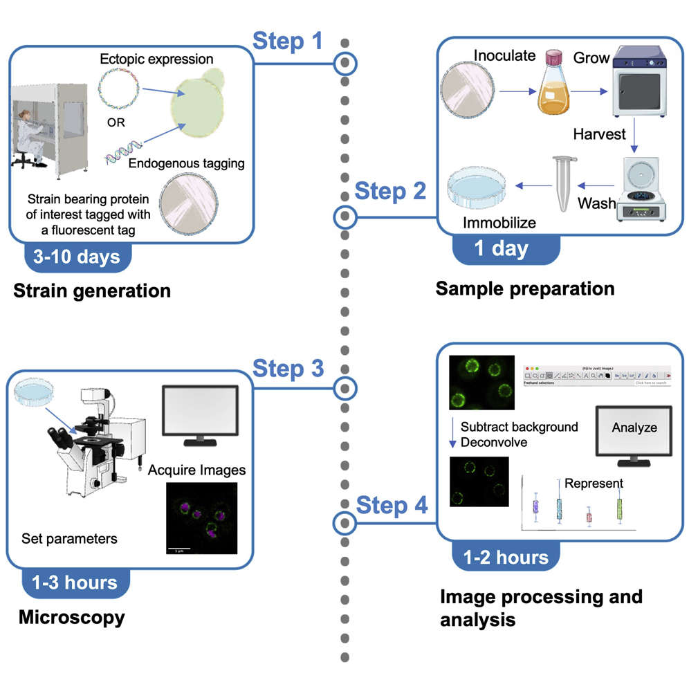 A flexible live-cell imaging protocol for examining organelle morphology in Saccharomyces cerevisiae.