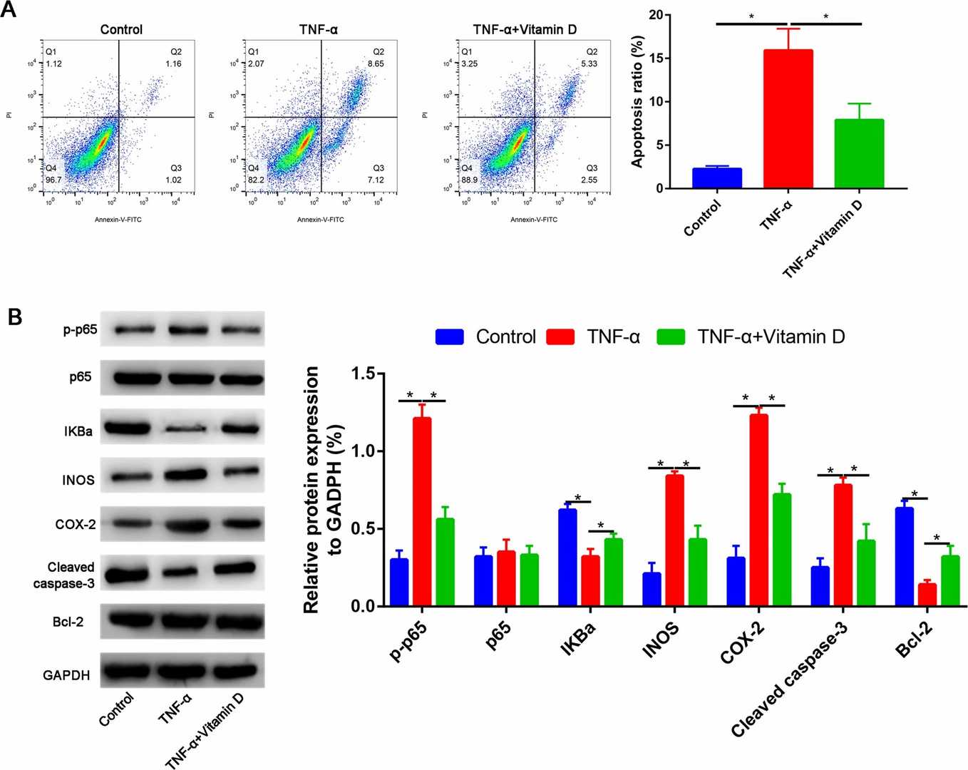 A Vitamin D partially reversed the TNF-α induced the apoptosis of NP cells. B Western blot assay to assess the Bcl-2, cleaved caspase-3, p-p65, p-65, IKBa, INOS, and COX-2 expressions.