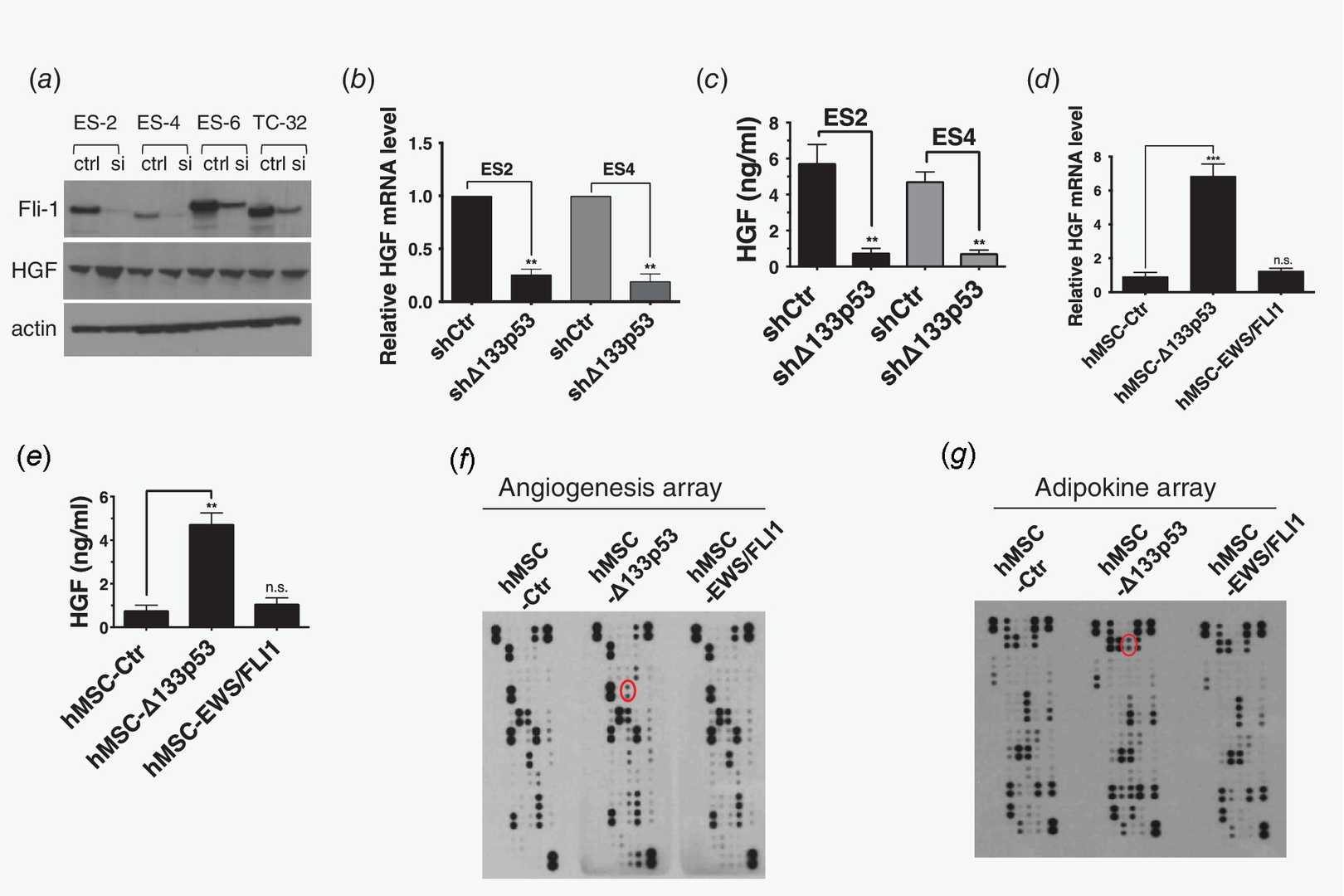 The expression of Δ133p53 promotes the production and release of HGF.