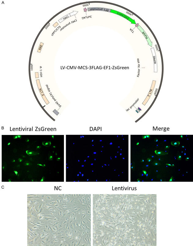 Lentiviral infection in HPCs led to cell death.