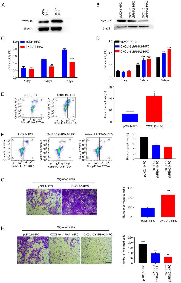 CXCL16 influences podocyte growth.