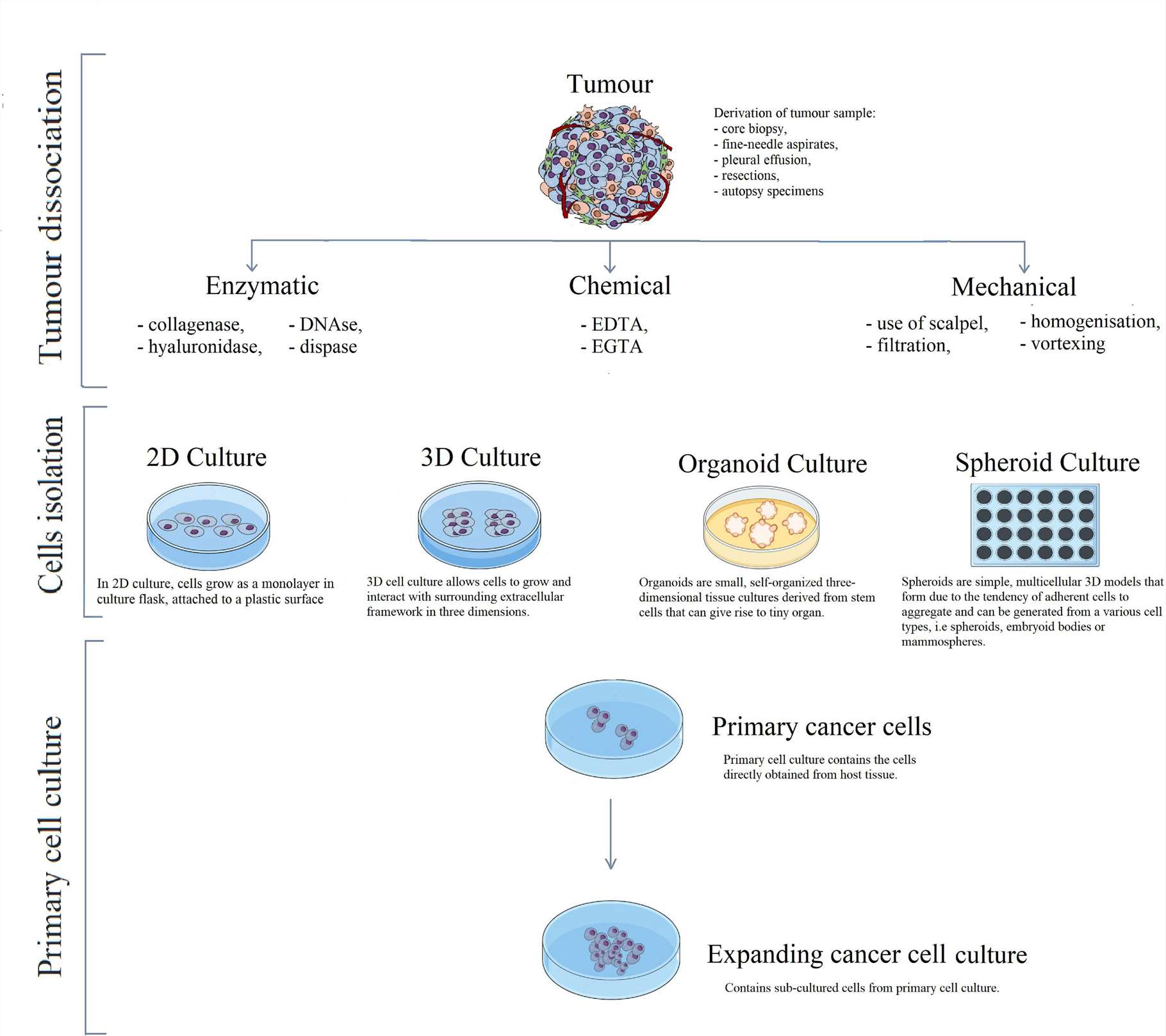 Diagram illustrating the process of primary cell line development using cancer cells as an example.