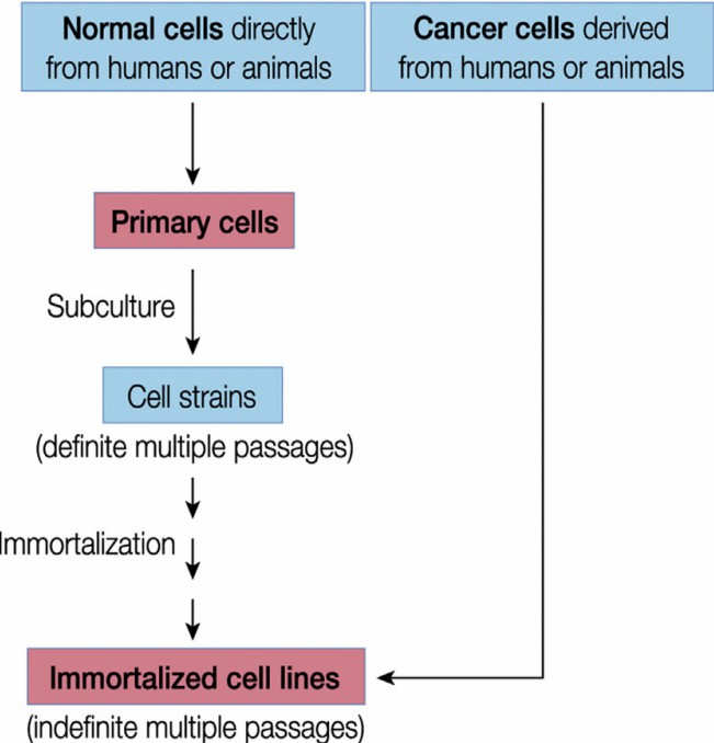 Chart showing the steps in preparing primary cells compared to immortalized cell lines.