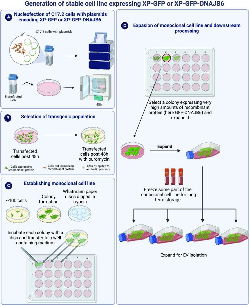 Diagrammatic overview depicting the creation of a monoclonal stable cell line that expresses a desired recombinant protein.