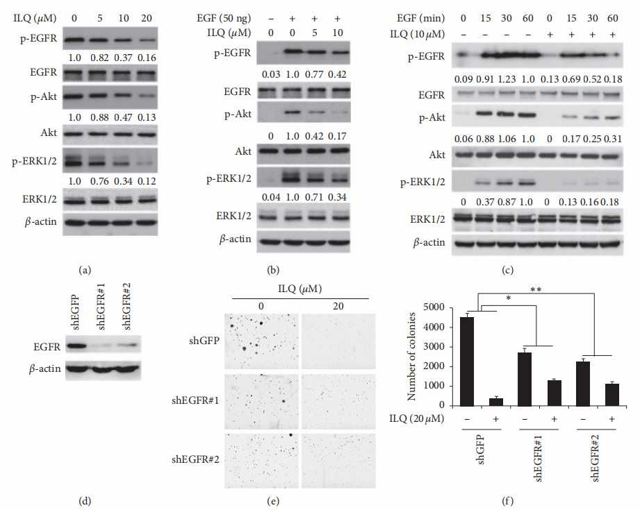 Isoliquiritigenin (ILQ) inhibited EGFR activation in ESCC cells.
