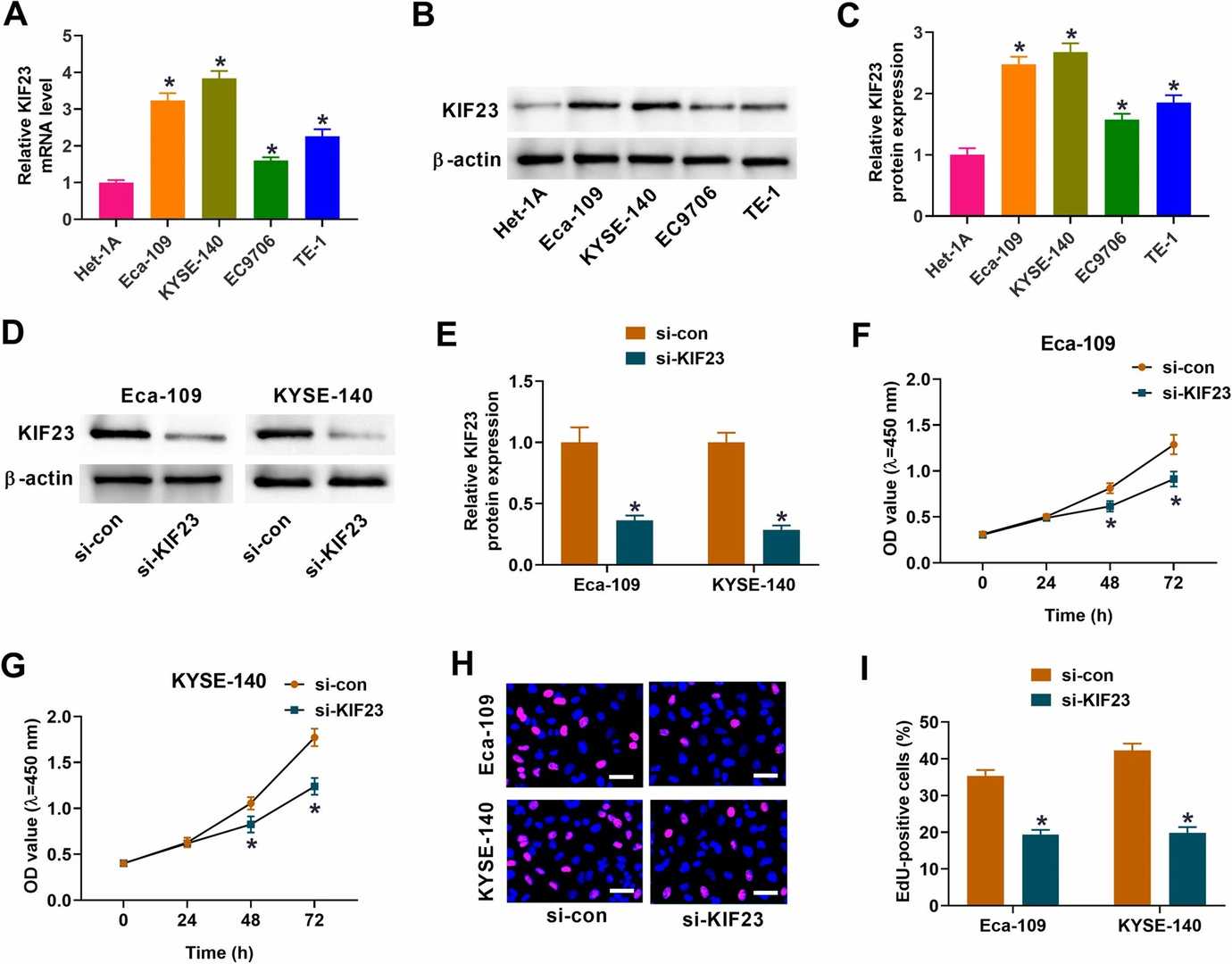 Effects of KIF23 knockdown on the proliferation of ESC cells.