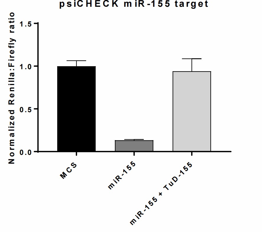 Reduction of miR-155 using TuD-155.