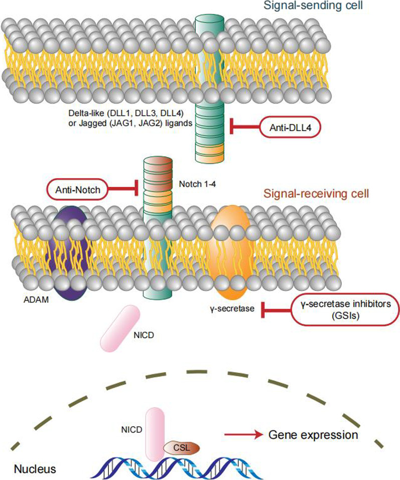 Notch signaling pathway in OCSCs.