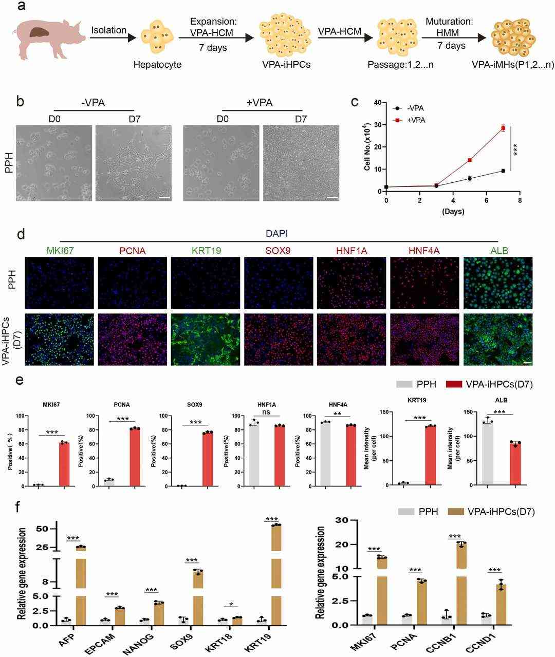Valproic acid prompted the reprogramming of primary porcine hepatocytes into hepatic progenitor cells in vitro.