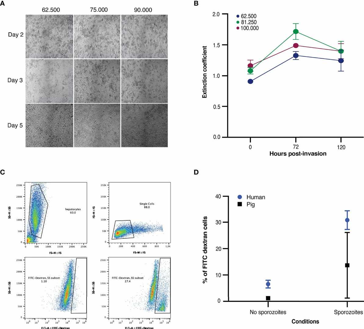 (A-B) Microscopic images and viability data for freshly seeded porcine hepatocytes. (C-D) Assessment of NF135.C10 sporozoite traversal in both fresh human and porcine hepatocytes three hours after invasion, using samples from three different biological donors.