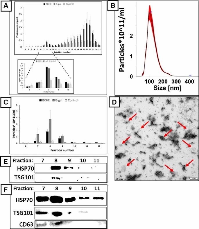 The analysis of fractions obtained with SEC from the culturing medium of CHO cells transfected with vectors overexpressing BChE (black bars); β-Gal (gray bars) and un-transfected control; (light gray bars).