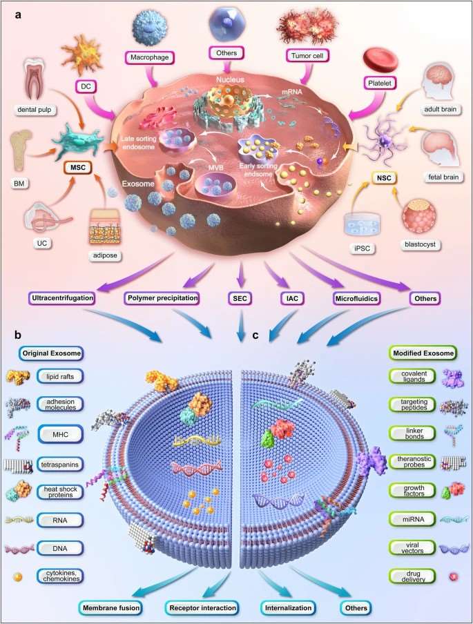 Fig. 1 Illustration of the upstream measures of exosome therapy.