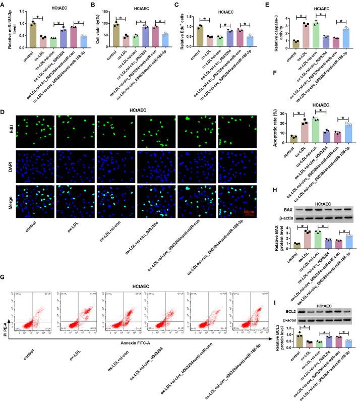 Impact of circ_0003204 and miR-188-3p on HCtAEC viability and apoptosis.