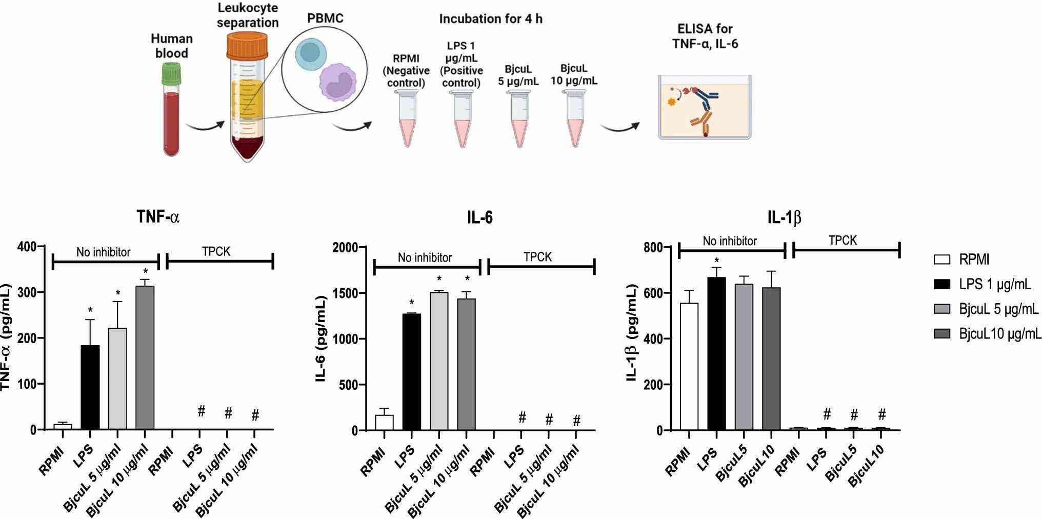 IL-6, IL-1β, and TNF-α, liberation under BjcuL stimulation