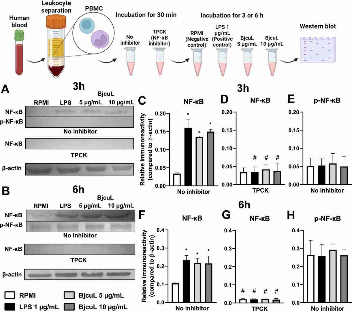 Western blot of NF-κB protein expression in human peripheral blood mononuclear cells under BjcuL stimulation