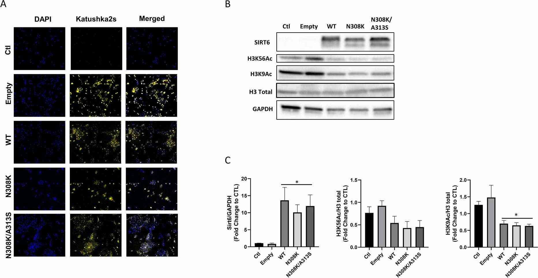 Model of stable transfected immortalized human hepatocytes overexpressing SIRT6 allele variants