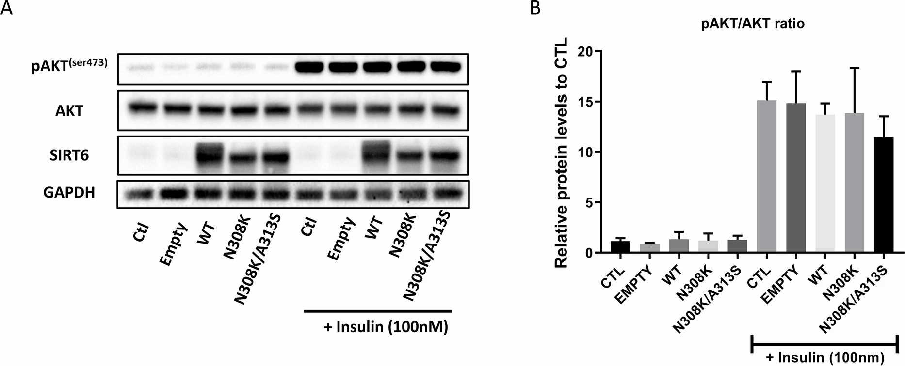 SIRT6 overexpression did not affect pAKT/AKT ratio in immortalized human hepatocytes.