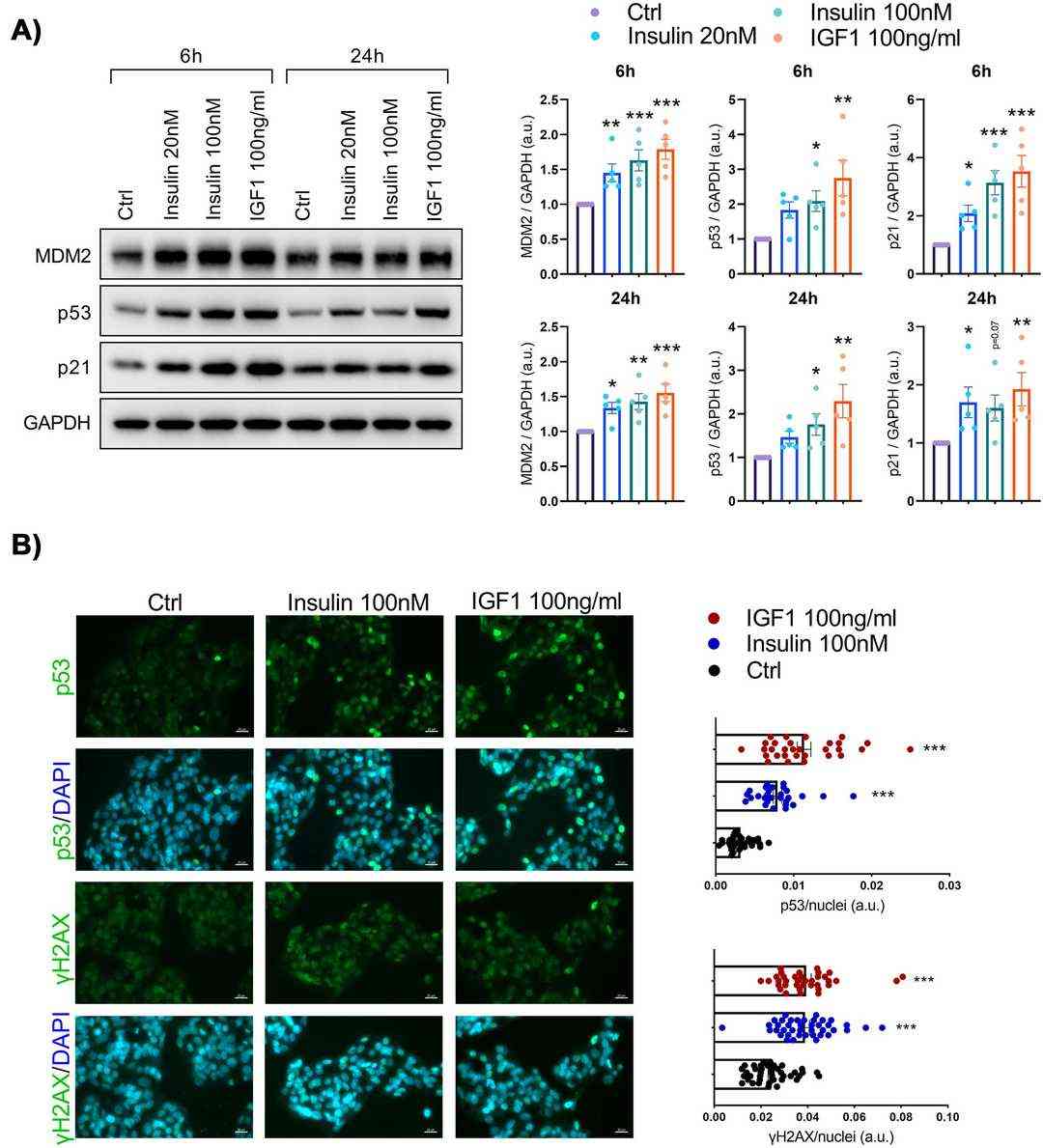 Senescence markers are increased in IHH following insulin or insulin-like growth factor 1 (IGF1) exposure.