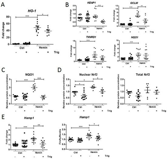 mCCDcl1 cells were grown to confluence on filters, exposed to hemin to activate the Nrf2 pathway, and then co-treated with trigonelline to suppress this activation.