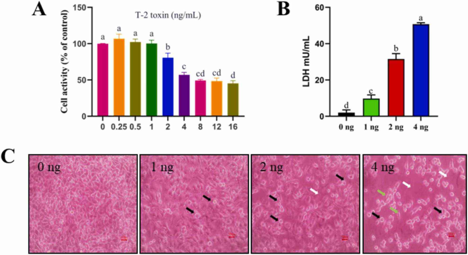 Toxic effects of T-2 toxin on IPEC-J2 cells.