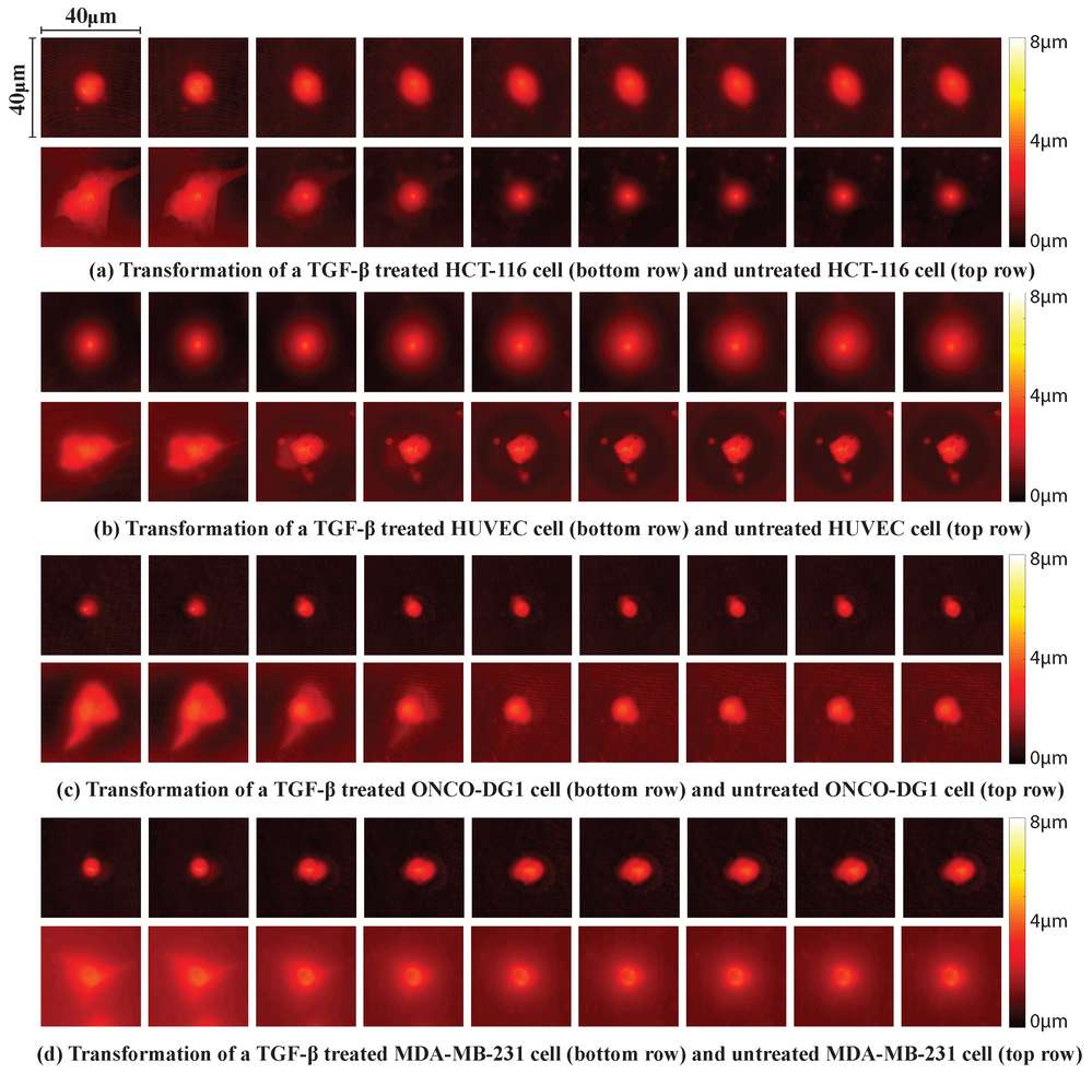Depth maps were reconstructed for each cell line at 6-hour intervals over a 48-hour period.