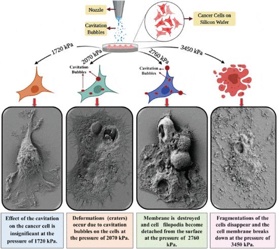 The surface morphological deformation modes of ONCO-DG-1 (Ovarian Adenocarcinoma) cancer cells subjected to cavitation (carpet bombardment) are displayed.
