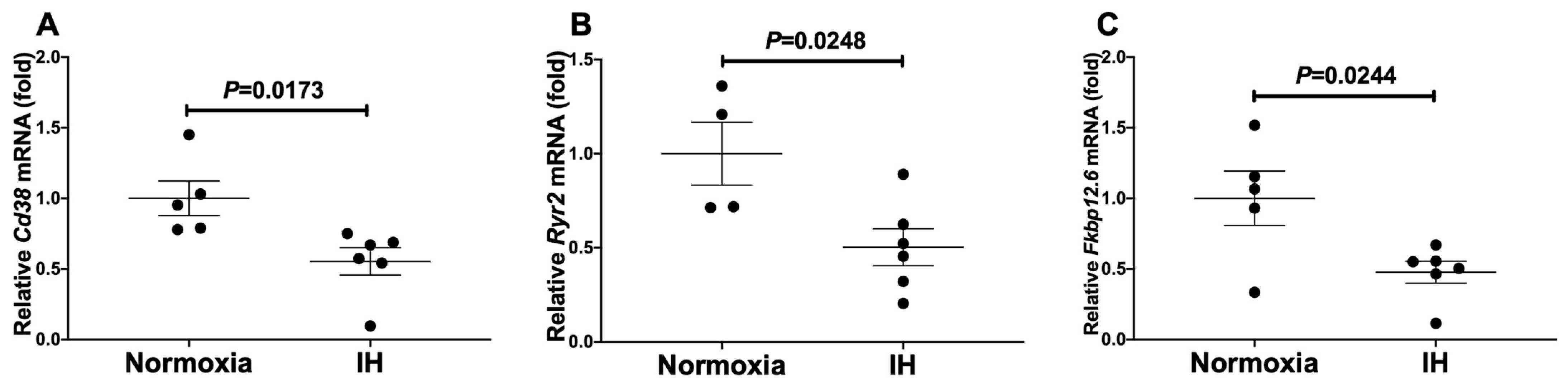 Mouse P19.CL6 cardiomyocytes' mRNA level of mouse (A) Cd38, (B) Ryr2, and (C) Fkbp12.6.